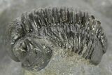 Curled Proetid (Gerastos) Trilobite Fossil - Morocco #377263-1